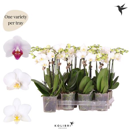 Phal 2st White (ok)