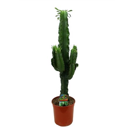Euphorbia Eritrea
