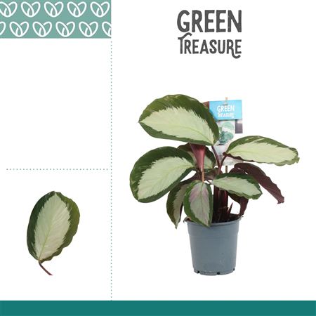Calathea Royal Standard