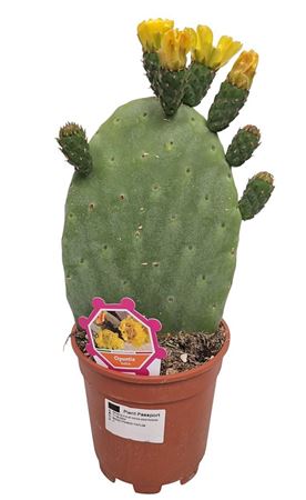 Opuntia Ficus Indica 1pp