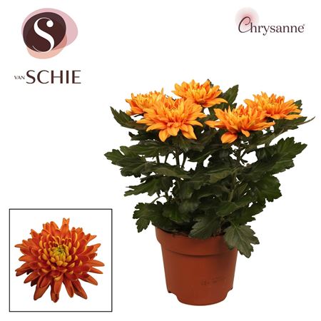 Chrys Zembla Next Orange 5pp