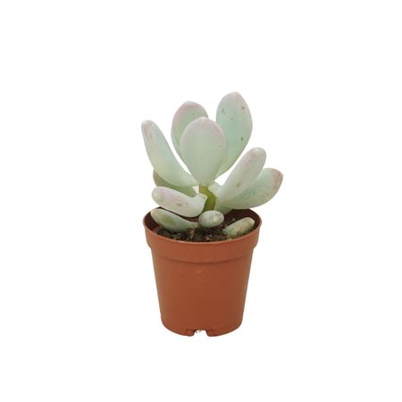Pachyphytum Bracteosum 5,5 Cm
