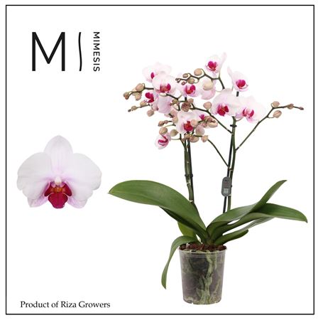 Phal 2st Cadi 22+ Mimesis (orchid Growers)