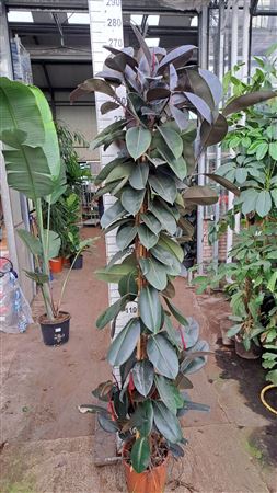 Ficus El Abidjan Multistam