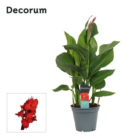 Canna Kreta (decorum)