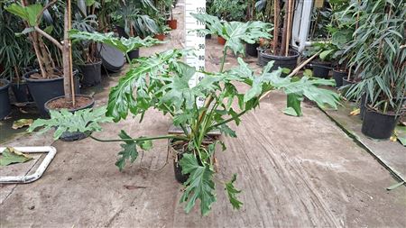 Philodendron Selloum Xxl