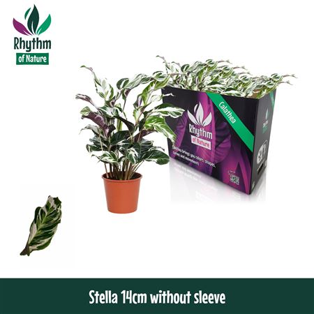 Calathea Stella