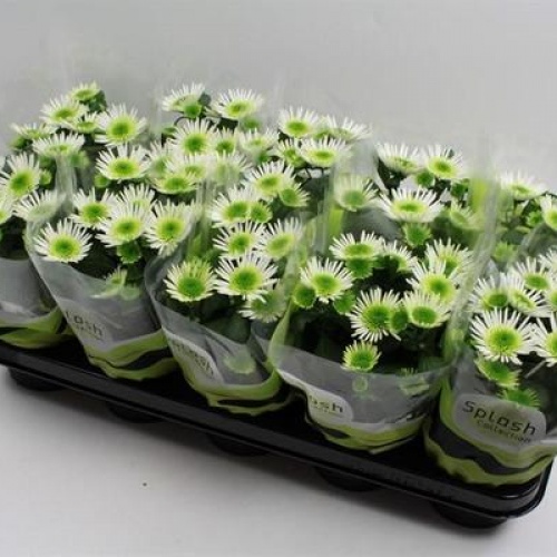 Хризантема Сплеш Мидоу