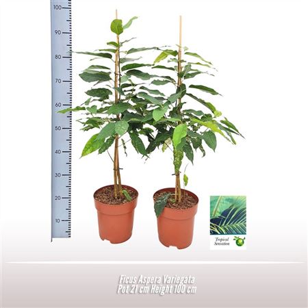 Ficus Aspera Variegata