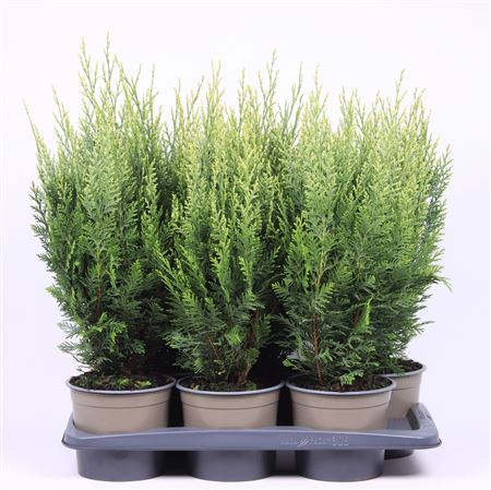 Chamaecyparis Lawsoniana White Spot