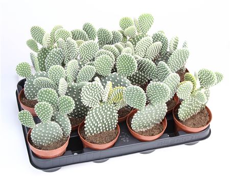 Opuntia Microdasys Albata