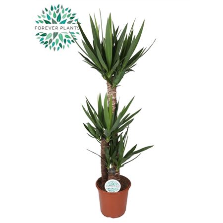 Yucca 90-45-20 3+
