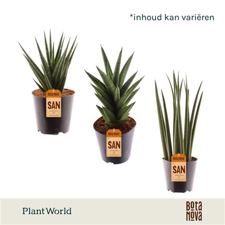 Sansevieria Mix Basic Mix