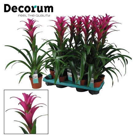 Guzmania Freya (decorum)