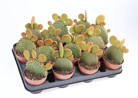 Opuntia Microdasys Rufida
