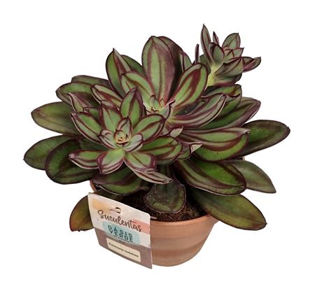 Crassula Nodulosa