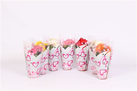 Gerbera Mix Hart Sleeve 2+