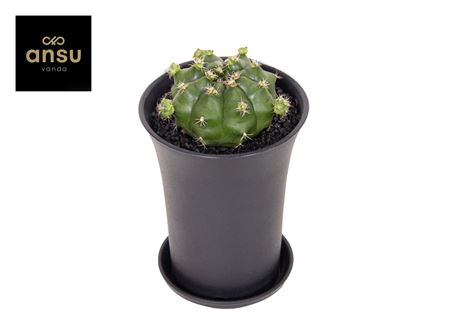 Gymno Cactus Froggy