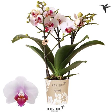 Phal 3st Gibraltar 26+ (ok)
