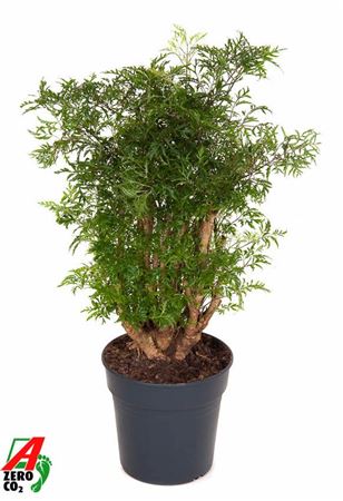 Polyscias Ming Branched