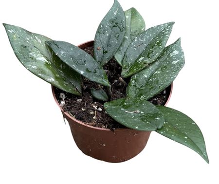 Hoya Carnosa Stardust