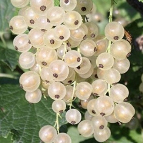 Смородина белая Баяна в тубе