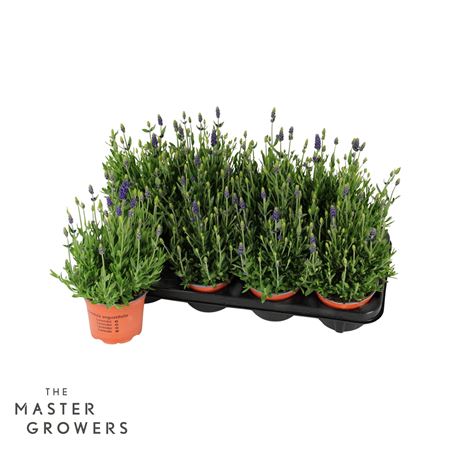 Lavandula An Spea Blue
