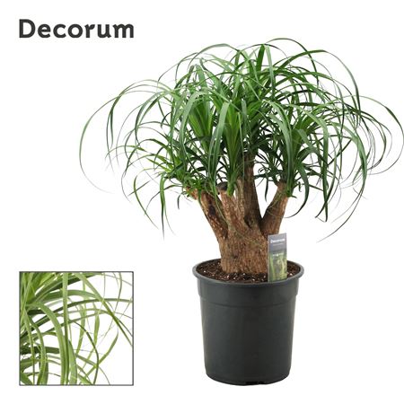 Beaucarnea Branched (decorum)