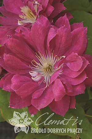 Клематис гибридный Акафуджи