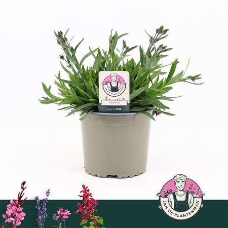 Dianthus Mountain Frost Rose