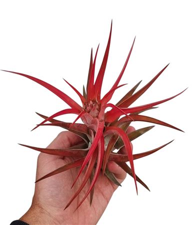 Tillandsia Abdita Red Large