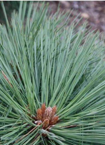 Сосна джеффри Йоппи