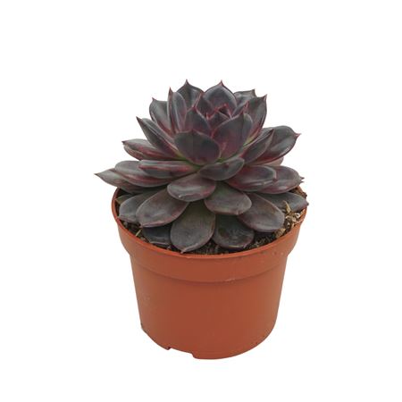 Echeveria Nebula Violet