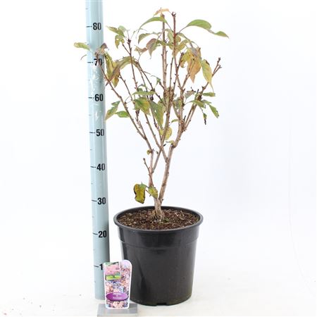 Prunus Accolade