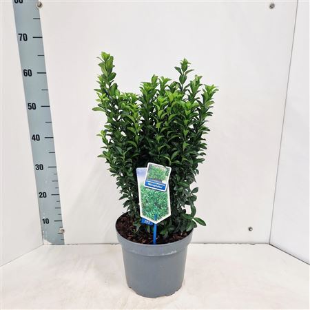Euonymus Jap Microphyllus