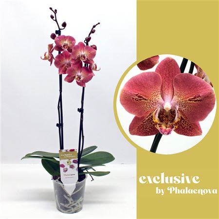 Phal Dragon Heart 55cm (groen)