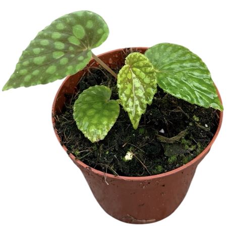 Begonia Chlorosticta