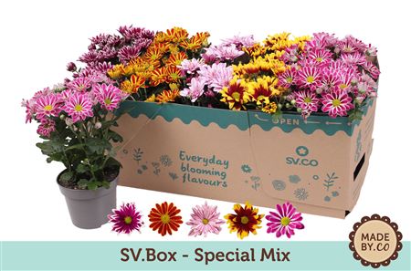Chrys Special Mix In Sv.box