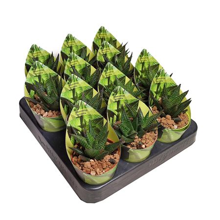 Haworthia Limifolia Potcover