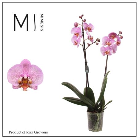 Phal 2st Formation 16+ Mimesis (orchid Growers)