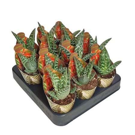 Aloe Variegata Potcover
