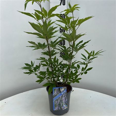 Vitex Agnus-castus
