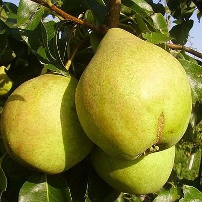 Груша обыкновенная Просто Мария в тубе