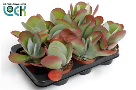 Kalanchoe Tyrsiflora (red Lips)