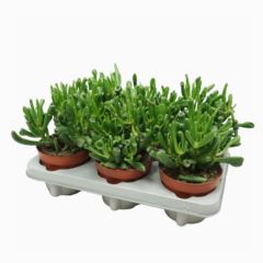 Крассула овата Голлум