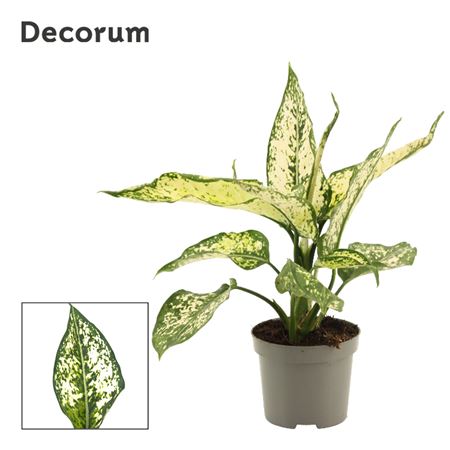 Aglaonema White Diamond