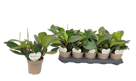 Peperomia Clusiifolia Red Margin