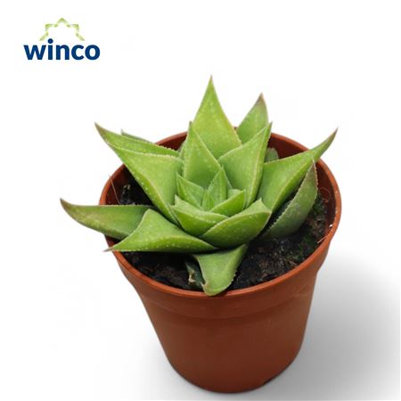Haworthia Baylissii