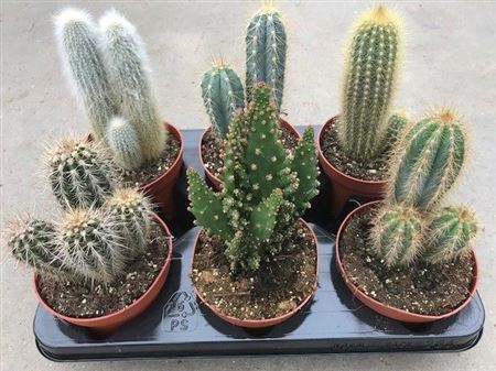 Cactus Mix Pillars