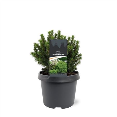 Picea Glauca Alberta Globe